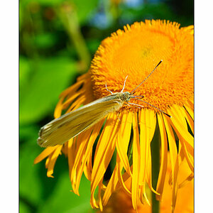 Schmetterling #3