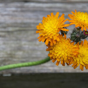 feld  und wiesenblume