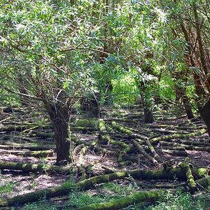 Naturschutzgebiet Kühkopf