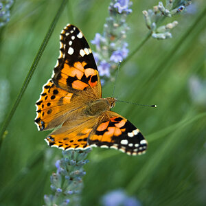 Schmetterling 2