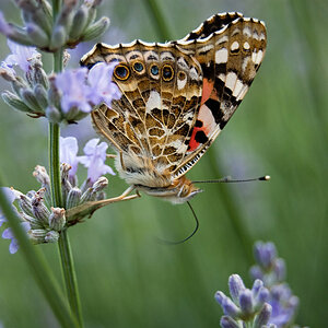 Schmetterling 4