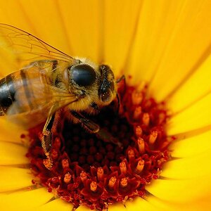 Biene auf Blüte