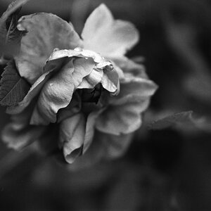 bwBlume
