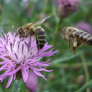 Bienen