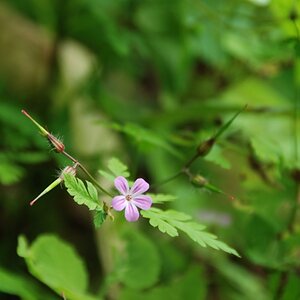 mini-blüte