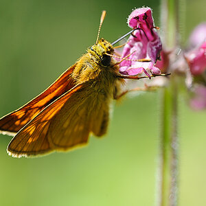 Schmetterling Wald1BAA 4308