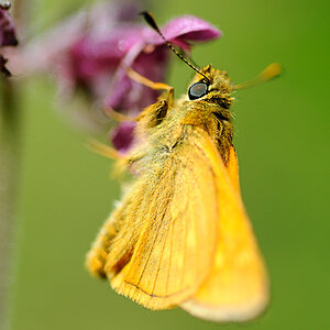 Schmetterling WaldBAA 4293