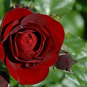 rose stein am rhein