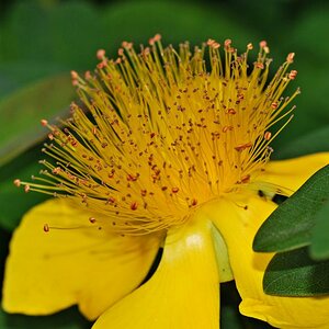 Blüte