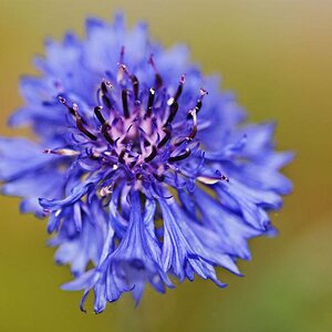Blüte