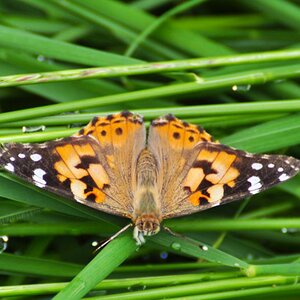 Schmetterling 01