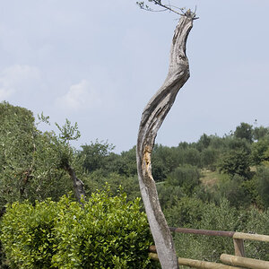 Olivenbaum