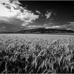 Kornfeld in sw