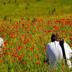 Klatschmohn 1