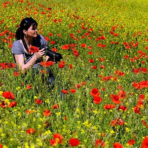 Klatschmohn 2