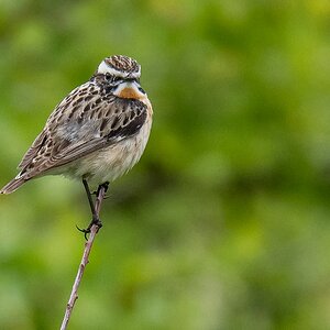 D50 5524 Braunkehkchen IIIA Helgo 5 2018