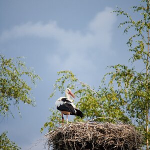 Klapperstorch