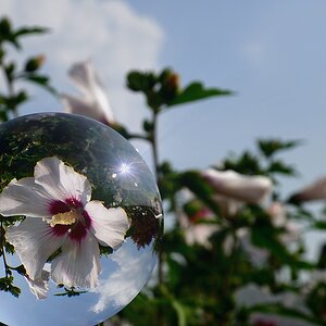 hibiskus 1