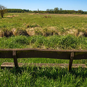 Grasbank