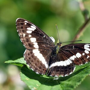 comp JEM 4809

Kleiner Eisvogel