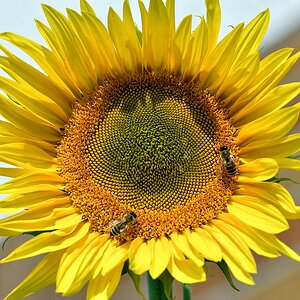comp JEM 2243

Sonnenblumen aus Vogelfutter