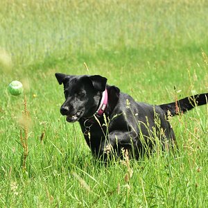 Hunde 01