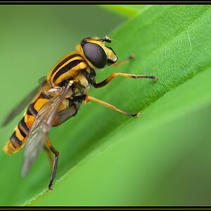xRiFe Schwebefliege