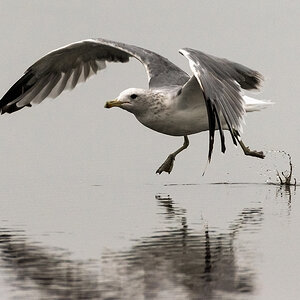 Startende Seemöve