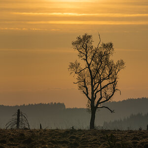 Hohes Venn 9
