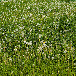 Pusteblumen