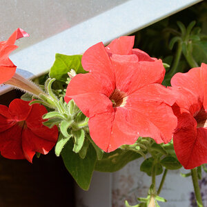 Petunia