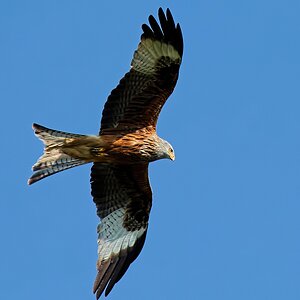 DSC 2324 v1k