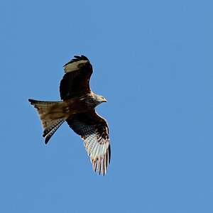DSC 2340 v1k