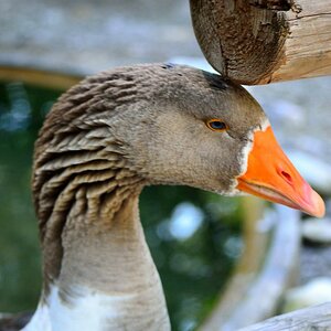 Gänse2