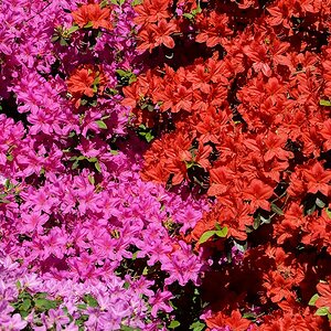 s180512 Bremen Rhododendron 1760