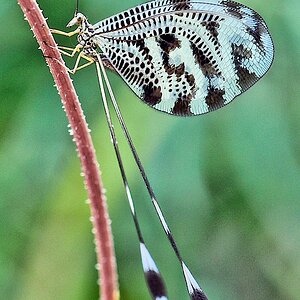 Fadenhaft (Nemoptera sinuata), Skoutari, Griechenland, Mai 2018