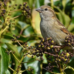 Spatz 01