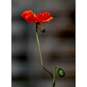 AusPZ1 6056