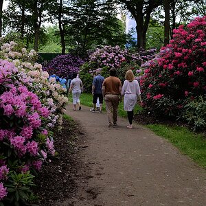s180512 Bremen Rhododendron 1792