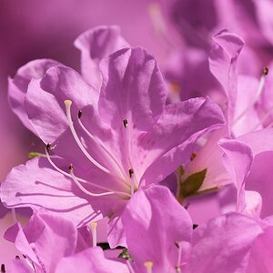 s180512 Bremen Rhododendron 3576