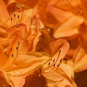 s180512 Bremen Rhododendron 4089