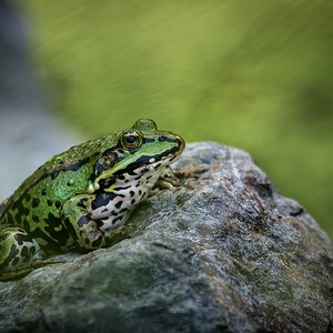 Frosch am Kanal