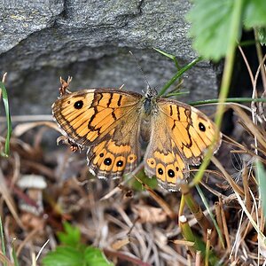 comp JEM 3000

Mauerfuchs