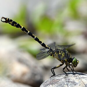 comp JEM 5673

Zangenlibelle
