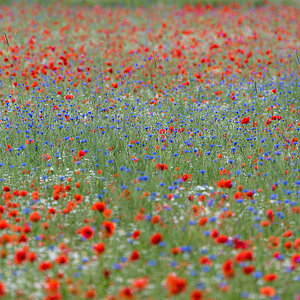 rot weiß blau 0642