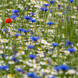 rot weiß blau 0674
