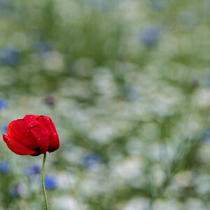 rot weiß blau 0683
