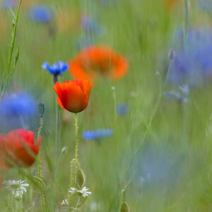 rot weiß blau 0698