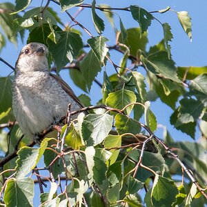 D50 6260 junger Neuntöter IIIA 7 2018