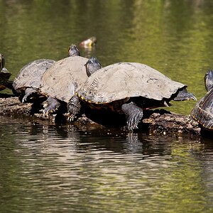 D50 0275 Schildkröten Kombo IA 4 2017